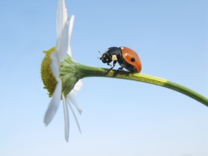 resilient ladybug climbing up daisy